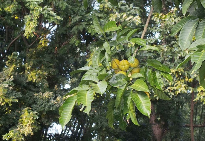 Dysoxylum binectariferum